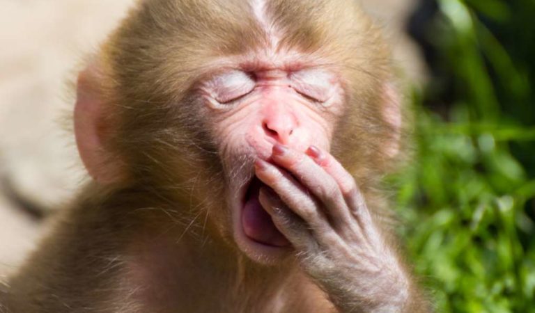 Científicos logran cultivar embriones mitad humanos, mitad monos