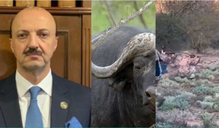 Video del momento en que el búfalo embiste al cazador mexicano